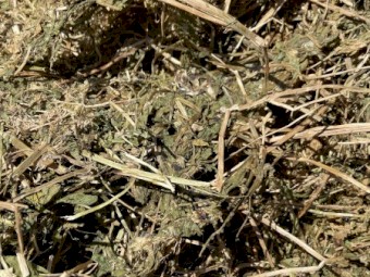 400mt Vetch Hay 5x4 Round Bales