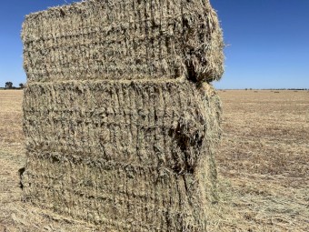 130mt Barley Vetch Hay 670kg 8x4x3 Bales
