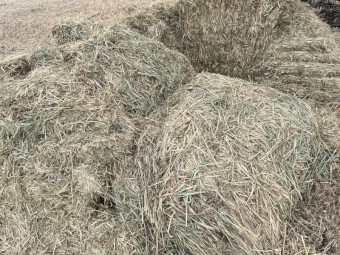 130mt Barley Vetch Hay 670kg 8x4x3 Bales