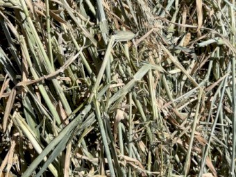 130mt Barley Vetch Hay 670kg 8x4x3 Bales