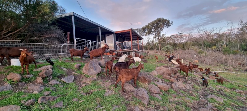 "GOATS" Boer Doe's and Kids