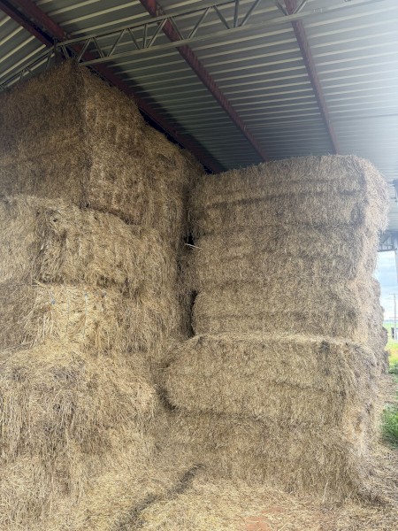 110mt Vetch/Oaten/Rye Hay 8x4x3 Bales