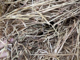 110mt Vetch/Oaten/Rye Hay 8x4x3 Bales