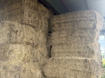 110mt Vetch/Oaten/Rye Hay 8x4x3 Bales