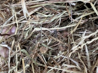 110mt Vetch/Oaten/Rye Hay 8x4x3 Bales
