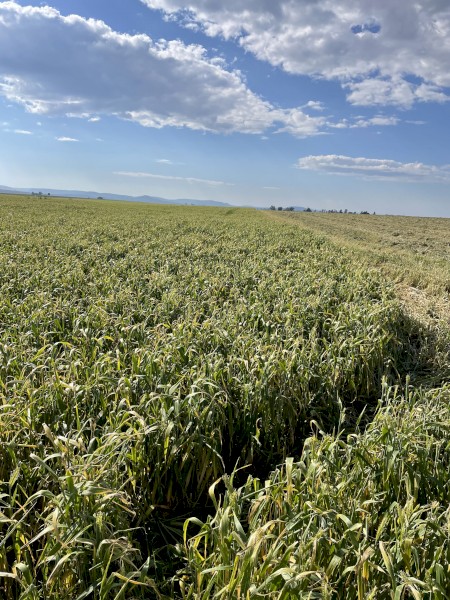 1200 Beardless Barley Hay Small Squares