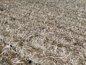 1200 Beardless Barley Hay Small Squares