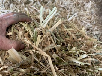 1200 Beardless Barley Hay Small Squares