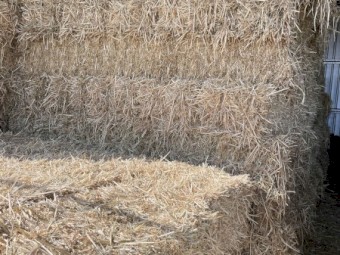 1200 Beardless Barley Hay Small Squares