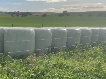 Oaten Silage Bales