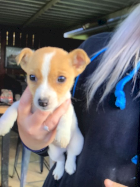 Female Jack Russell Puppy
