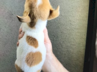 Female Jack Russell Puppy
