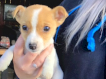 Female Jack Russell Puppy
