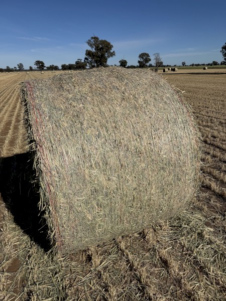 300 x Wheaten Hay Rolls
