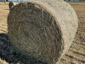 300 x Wheaten Hay Rolls