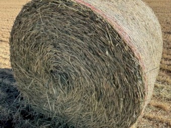 300 x Wheaten Hay Rolls