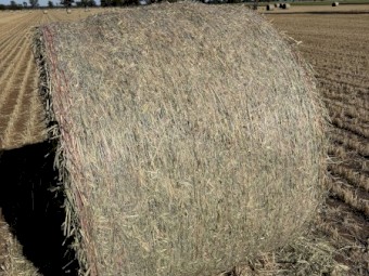 300 x Wheaten Hay Rolls