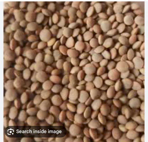WANTED 120mt Nipper / Hallmark Lentils