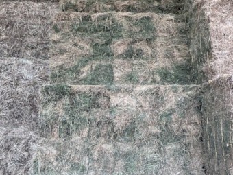 Lucerne Hay Small Bales