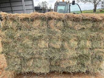 Lucerne Hay Small Bales