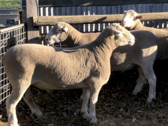 Poll Dorset & White Suffolk Rams