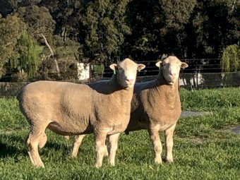 Poll Dorset & White Suffolk Rams