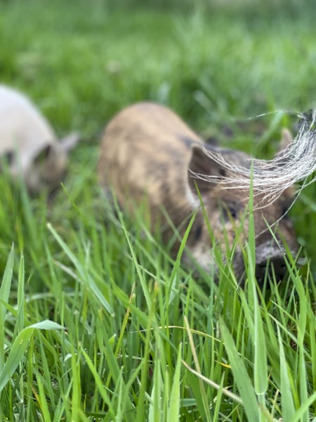 Miniature Piglets x 9
