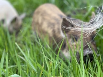 Miniature Piglets x 9