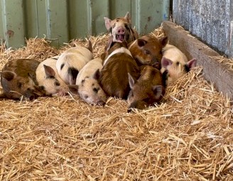 Miniature Piglets x 9