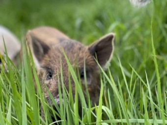 Miniature Piglets x 9