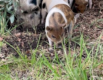 Miniature Piglets x 9