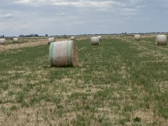40 x Clover Rye Round Bales