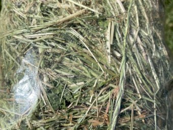 40 x Clover Rye Round Bales