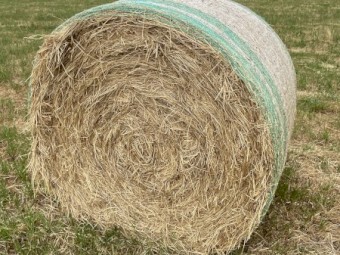 40 x Clover Rye Round Bales