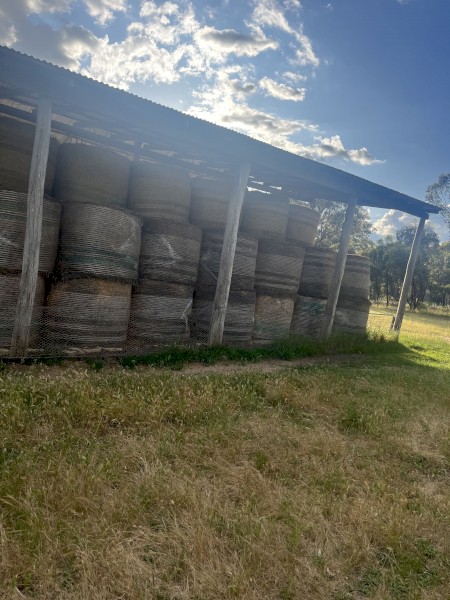 clover and rye grass 
