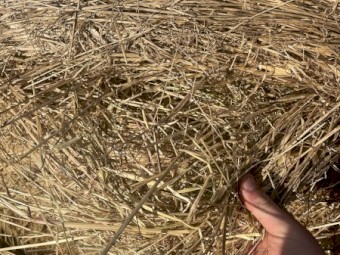 clover and rye grass 