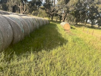 clover and rye grass 