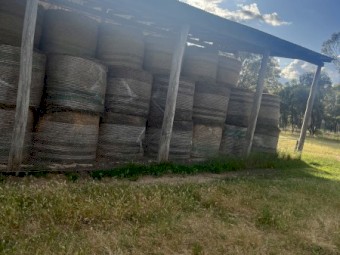 clover and rye grass 