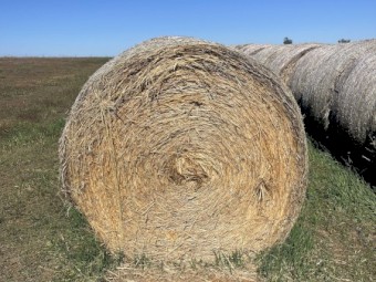 Barley cereal hay
