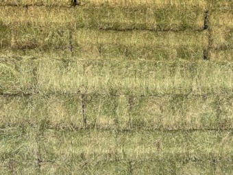 Lucerne small squares 2nd cut