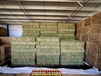 Lucerne small squares 2nd cut