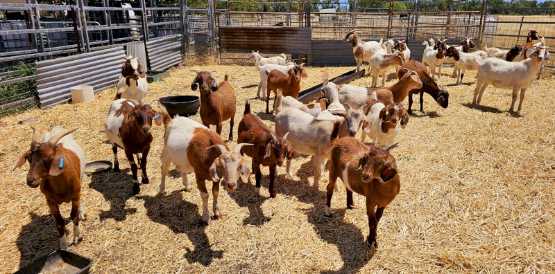 Goats Boer Wethers 
