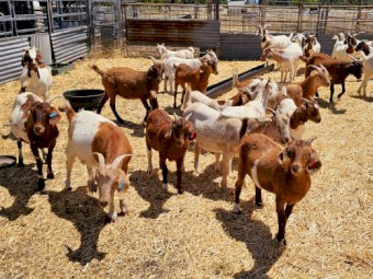 Goats Boer Wethers 