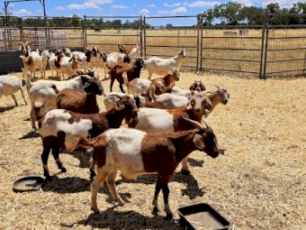 Goats Boer Wethers 