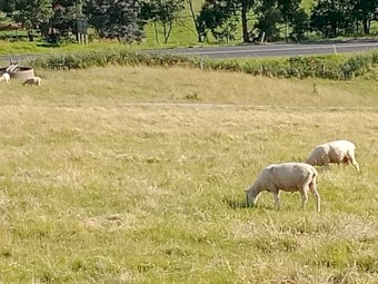 Border Leicester Rams