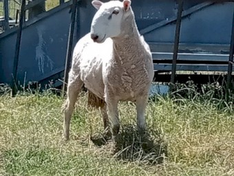 Border Leicester Rams