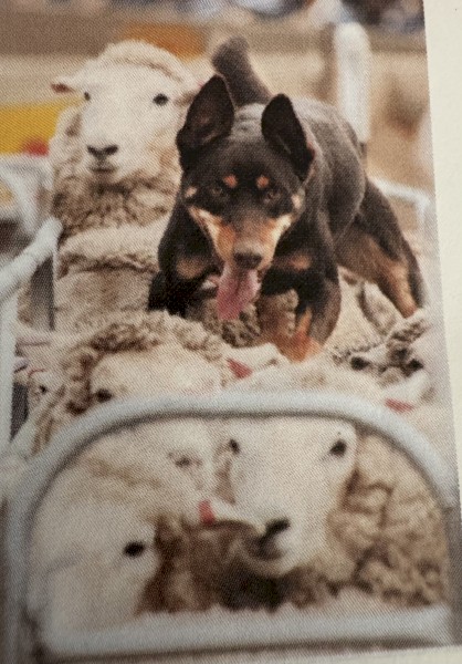 Kelpie cattle sheep dog