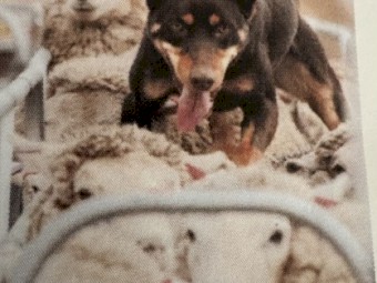Kelpie cattle sheep dog