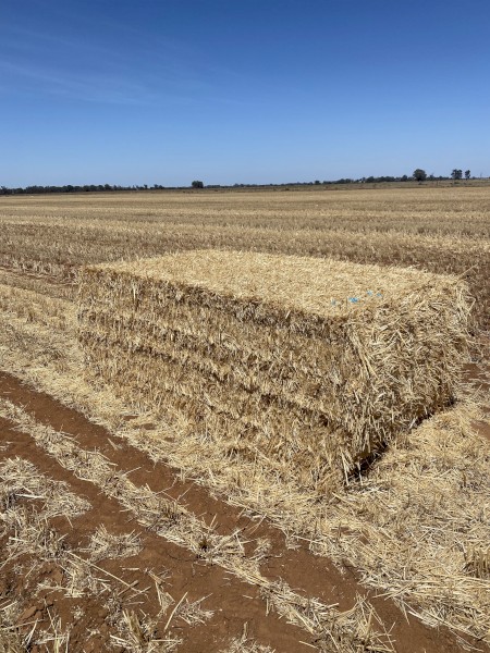 wheat straw (header tailings)