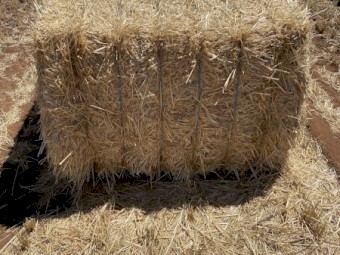 wheat straw (header tailings)